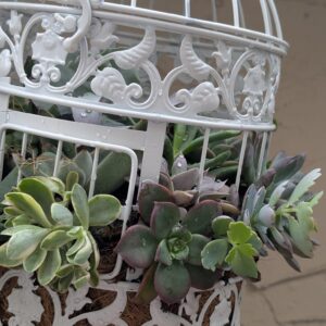 Succulent Bird Cage Arrangements