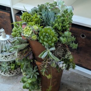 Succulent Cascade