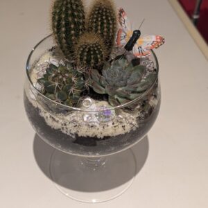 Gin Gin Terrarium